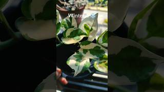 njoy pothos in winter pothos pothoscare gardentips njoypothos [upl. by Friedly539]