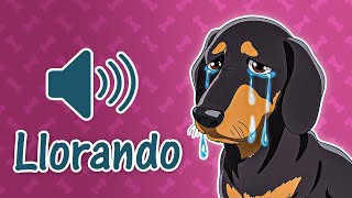 9 Sonido de Perro Llorando  Sonido para Perro Reaccionar  Incluido Cachorro [upl. by Imuyam]