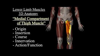 Medial Compartment of the Thigh Muscles 3D Anatomy OriginInsertion Course Innervation Action [upl. by Burrill]