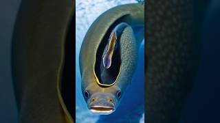 Five Fascinating Deep Sea Animals animalfacts marinelife naturefacts oceancreatures shorts [upl. by Pate]