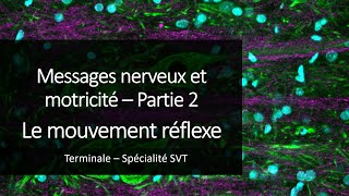 Cours Spé SVT Terminale  Le mouvement réflexe [upl. by Toinette]