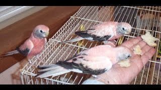 Bourke Parakeets and Toys  Do Too Like em [upl. by Anneg15]