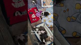 Boston Terrier puppies 10 boys available 🐾❤️🐾 [upl. by Server]