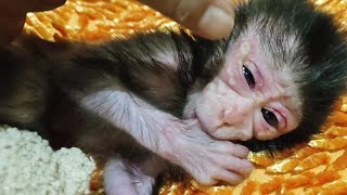 at 24 15 at night the newborn baby monkey sc rea med and cri ed for milk [upl. by Sula319]