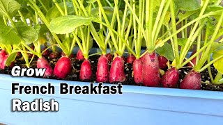 How to Grow Radish from Seed in Containers French Breakfast Radish in Planters and Grow Bags [upl. by Nnairret]