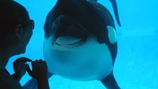 Tilikum Opens Wide For The Camera in 1080p HDSeaWorld Orlando [upl. by Ariaj]