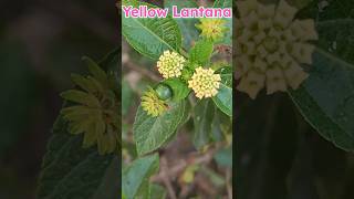 Lantana flowerlantana plantlantana plant careflowersRinkutimevlogviralshortsshort [upl. by Monarski]