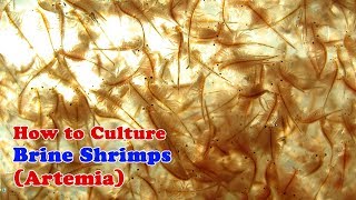 How to Culture Brine Shrimp  Artemia [upl. by Anide]