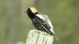 Bobolink Melody [upl. by Nart]