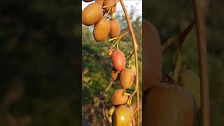 Актинидия мини Киви  Actinidia arguta actinidia актинидия сад garten растения pflanzen [upl. by Nocaj]