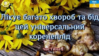 Лікує багато хвороб та бід цей універсальний коренеплід частина 1 [upl. by Ocirderf]