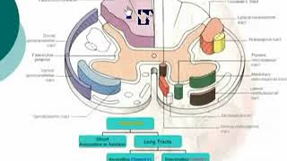 12 Tracts of the Spinal Cord Neuroanatomy  Dr Ahmed Kamal [upl. by Ina]