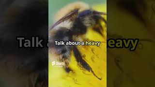 Buzzing Bee Facts shorts [upl. by Ahsieym112]