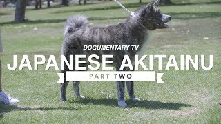 ALL ABOUT JAPANESE AKITA INU [upl. by Aloisius757]