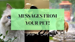 Pick a Card 🐶🌸🐈 MESSAGES FROM YOUR PET 🐈🌸🐶 Timeless Tarot Reading 🦋🦋🦋🦋🦋 [upl. by Sinai]