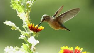 Hummingbirds Hear the Sound of their Wings [upl. by Lepine]