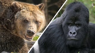 Grizzly Vs Gorille  Qui gagnerait  Documentaire FrançaisHD [upl. by Ellertal735]