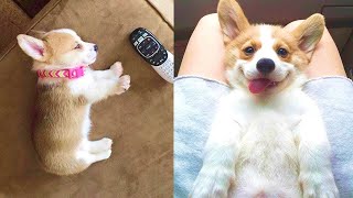 Funny and Cute corgi puppies videos compilation 2021❤ Cutest corgis Ever Part 4 [upl. by Ggerk]