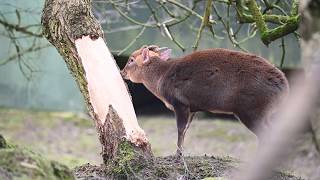 Muntjac deer stripping bark [upl. by Eillek]