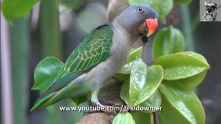 BLUERUMPED PARROT choosy in picking starfruit [upl. by Teodora]