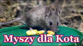 Myszy dla kota 🐭 film dla kota [upl. by Kowtko]