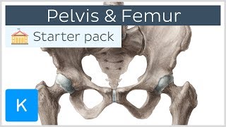 Pelvis Hip bone and Femur  Human Anatomy  Kenhub [upl. by Enelkcaj]