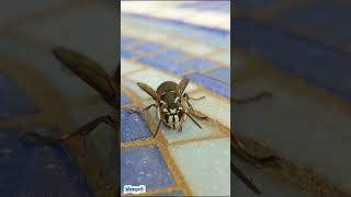 Bald Faced Hornet Closeup Mouth Parts nature buzz natureshorts insects wasps [upl. by Loss]