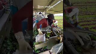 farmer 👨‍🌾 farm workers youtube [upl. by Anitirhc709]