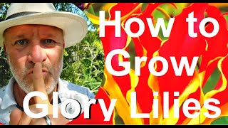 How to Grow the Glory Lily  Gloriosa superba [upl. by Acima]