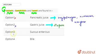 Maltase dipeptidase and lipase are found in   CLASS 12  NEET MAJOR TEST 10  BIOLOGY  Dou [upl. by Ztnaj]