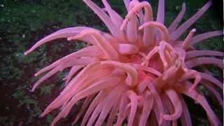 Diving in Canada with Porpoise Bay Charters [upl. by Maurie]