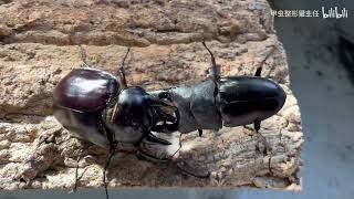 Dorcus titanus palawanicus vs Megasoma actaeon [upl. by Normandy]