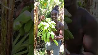 ASMR Plantain Harvest On My Farm shortsfeed plantains shorts [upl. by Chlori953]