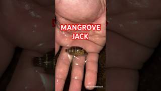 Mangrove Jack  Explore  BycatchAndAdventures mangrovejack marinewildlife tidepools [upl. by Meeharb]