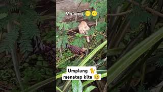 Umplung menatap matamu 😶🙃 kucing 🐈 catlover kucinglucu cat shortvideo oyen [upl. by Ree]