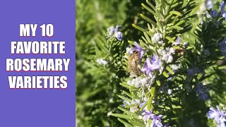 My 10 Favorite Rosemary Varieties [upl. by Heaps]