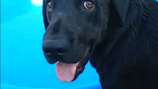 Goldador playing at pool time golden retriever black Labrador Goldador [upl. by Burroughs99]