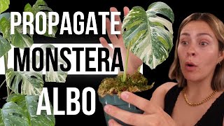 The EASY Way to Propagate Variegated Monstera Albo from Start to Finish [upl. by Airakaz]