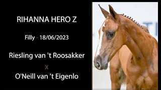 NR 14  RIHANNA HERO Z Riesling van t Roosakker x ONeill van t Eigenlo [upl. by Ayhtnic242]