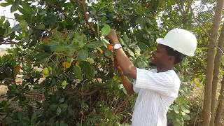 Cashew nuts farming [upl. by Aik941]