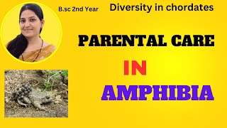 Parental care in Amphibians bsc 2nd year [upl. by Sesiom]