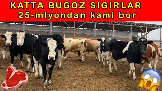 BUGOZ SIGIRLARNI JUDA ARZONLARIDAN SHOSHILING 916692469 936682469 [upl. by Yrdua978]