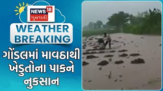 Rajkot Rain News  ગોંડલમાં માવઠાથી ખેડુતોના પાકને નુકસાન  Unseasonal Rain  Crop Damage  News18 [upl. by Truda]