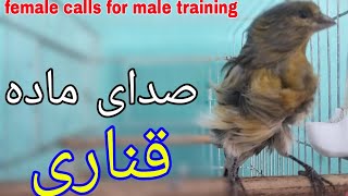 صدای ماده قناری مست کردن قناری Female canary sound for training male [upl. by Airdnua]