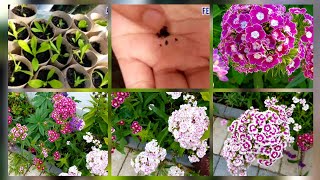 Growing Dianthus from seeds to flowers with step by step update on the growth of dianthus plants [upl. by Analos]