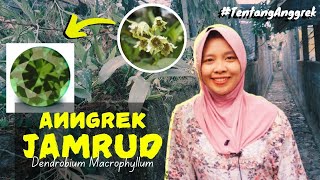 Pesona Kecantikan Anggrek Ini bagaikan JAMRUD yang bersinar hijau  DENDROBIUM MACROPHYLLUM [upl. by Ecital]