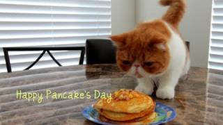 Pancake Cat Eats Pancakes on 1st Birthday [upl. by Hepsibah881]