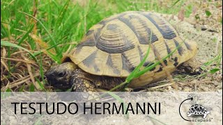 La tortue Hermann Testudo hermanni [upl. by Becca]