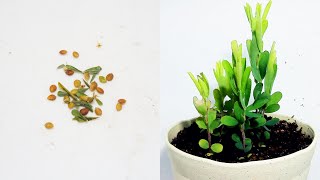 【筮萩】メドハギの発芽と成長  Germination of Lespedeza cuneata Timelapse [upl. by Dicky]