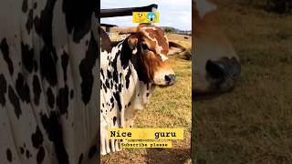 Gorur video  cow sounds  guru dikhao guru gaan  bolo guru cow shortsvideo ytshorts ytfeed [upl. by Ullund]